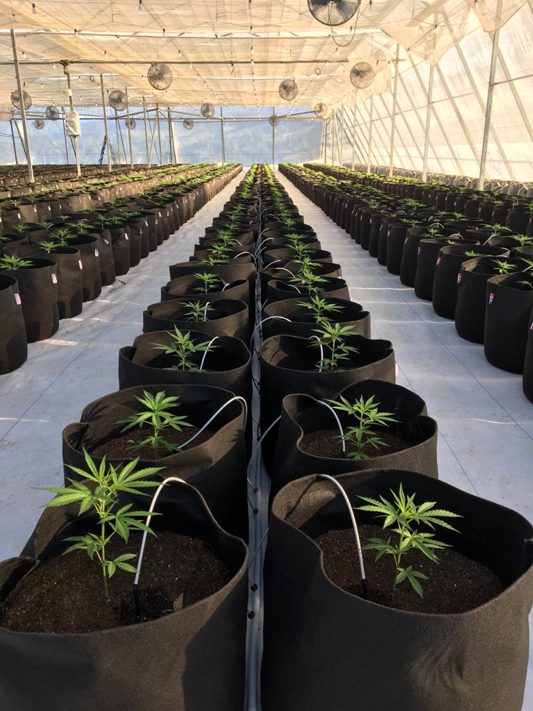 Fabric Grow Bags