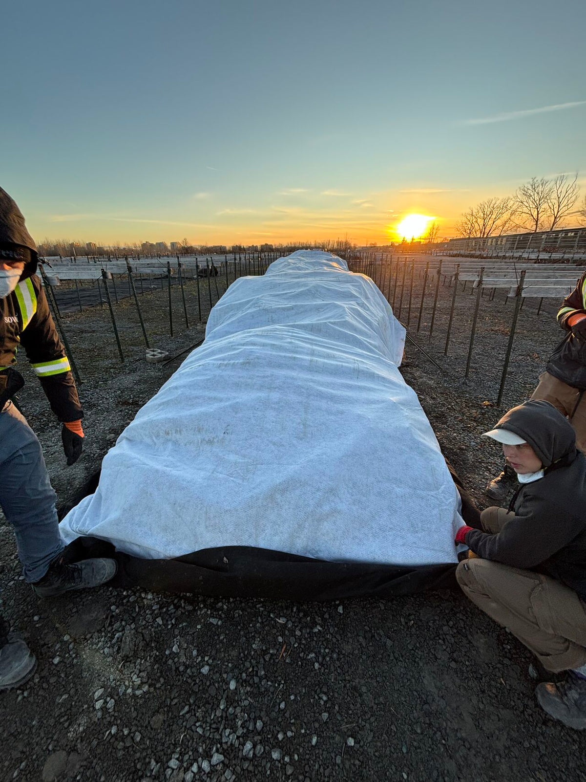 Winter Service Protection For Roots WinterGuard Cover
