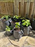 Grow Bag Garden Variety 5-Pack