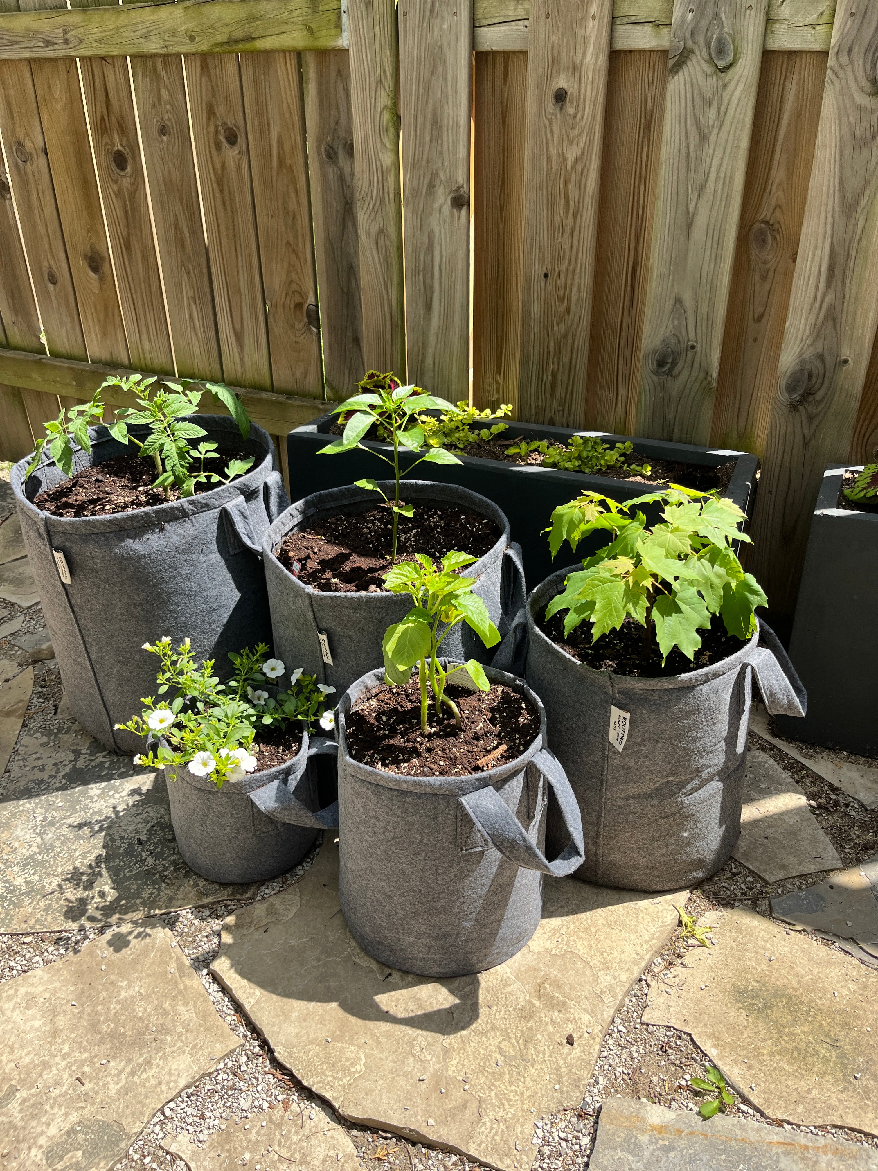 Grow Bag Garden Variety 5-Pack