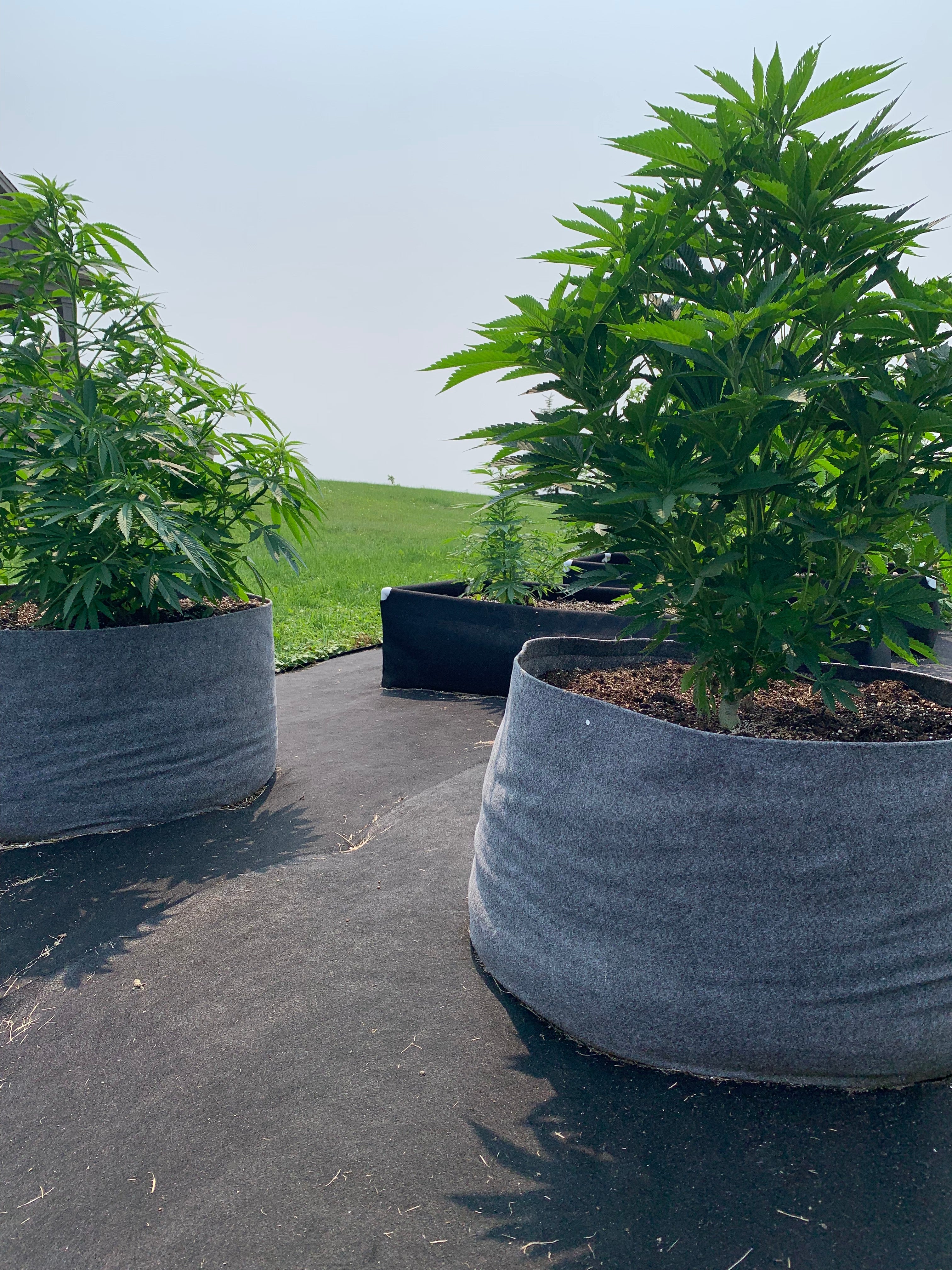 50 gallon rootpro premium fabric grow bags growing plants