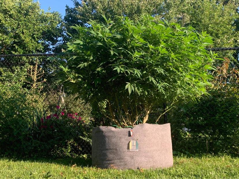 50 Gallon Grow Bags