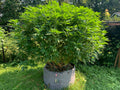 75 Gallon Grow Bags
