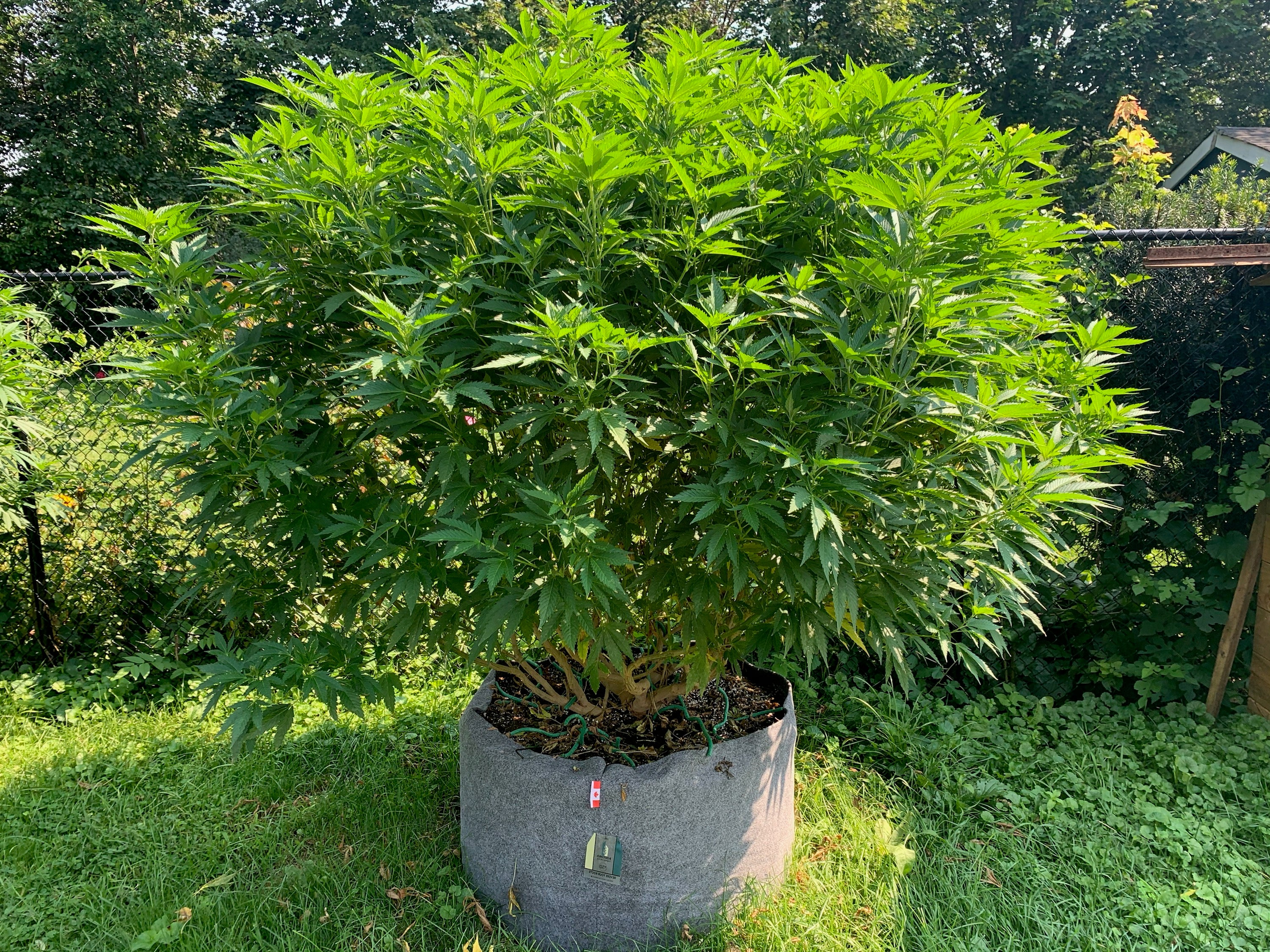 75 Gallon Grow Bags