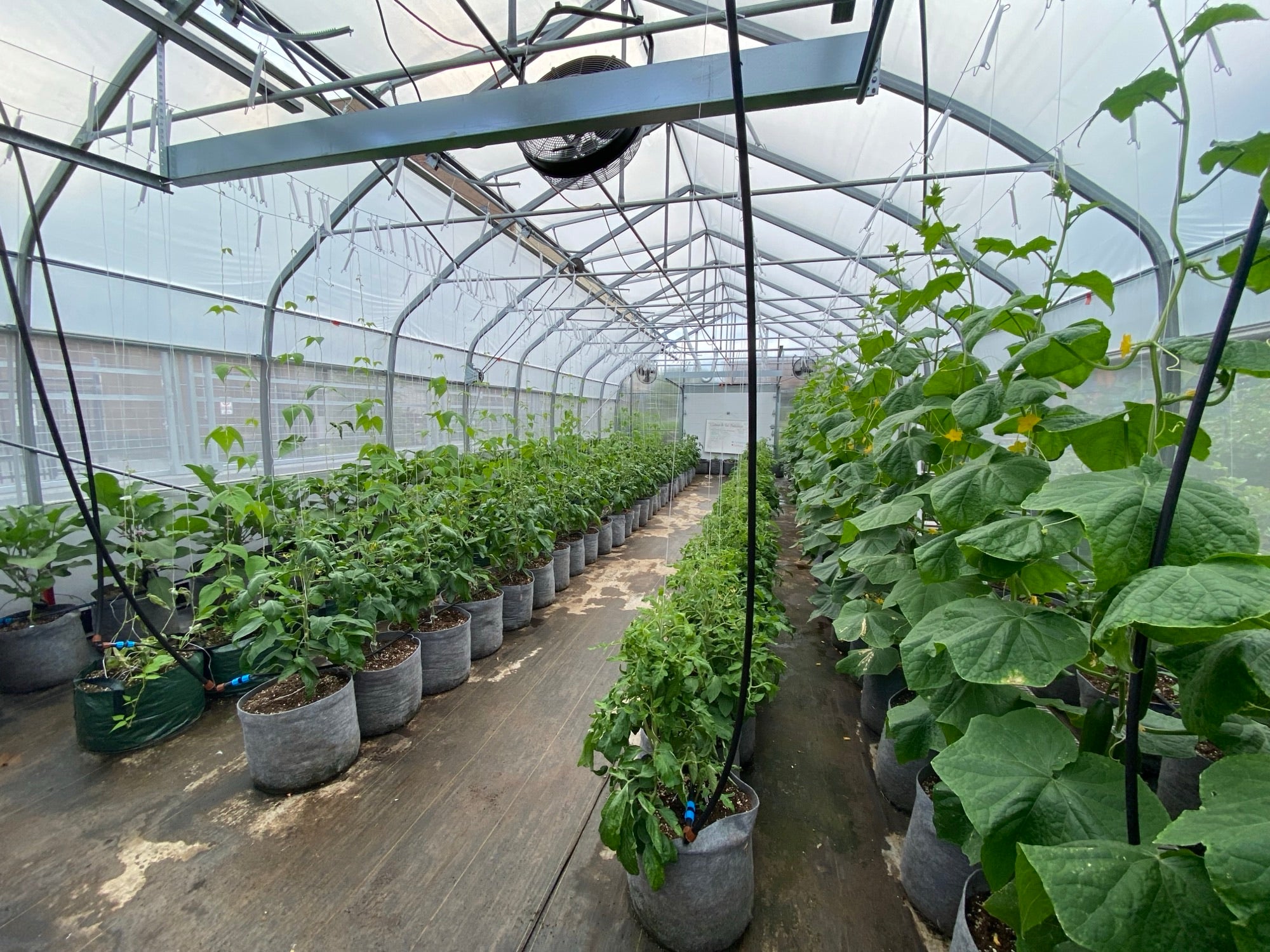 RootPro 10 gallon fabric grow bags growing tomatoes in a Canadian greenhouse