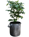 10 Gallon Grow Bags