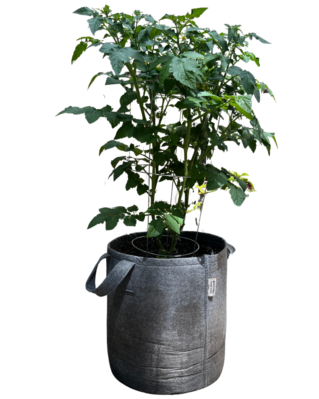 10 Gallon Grow Bags