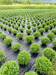 RP100 light woven ground cover at a nursery in ontario