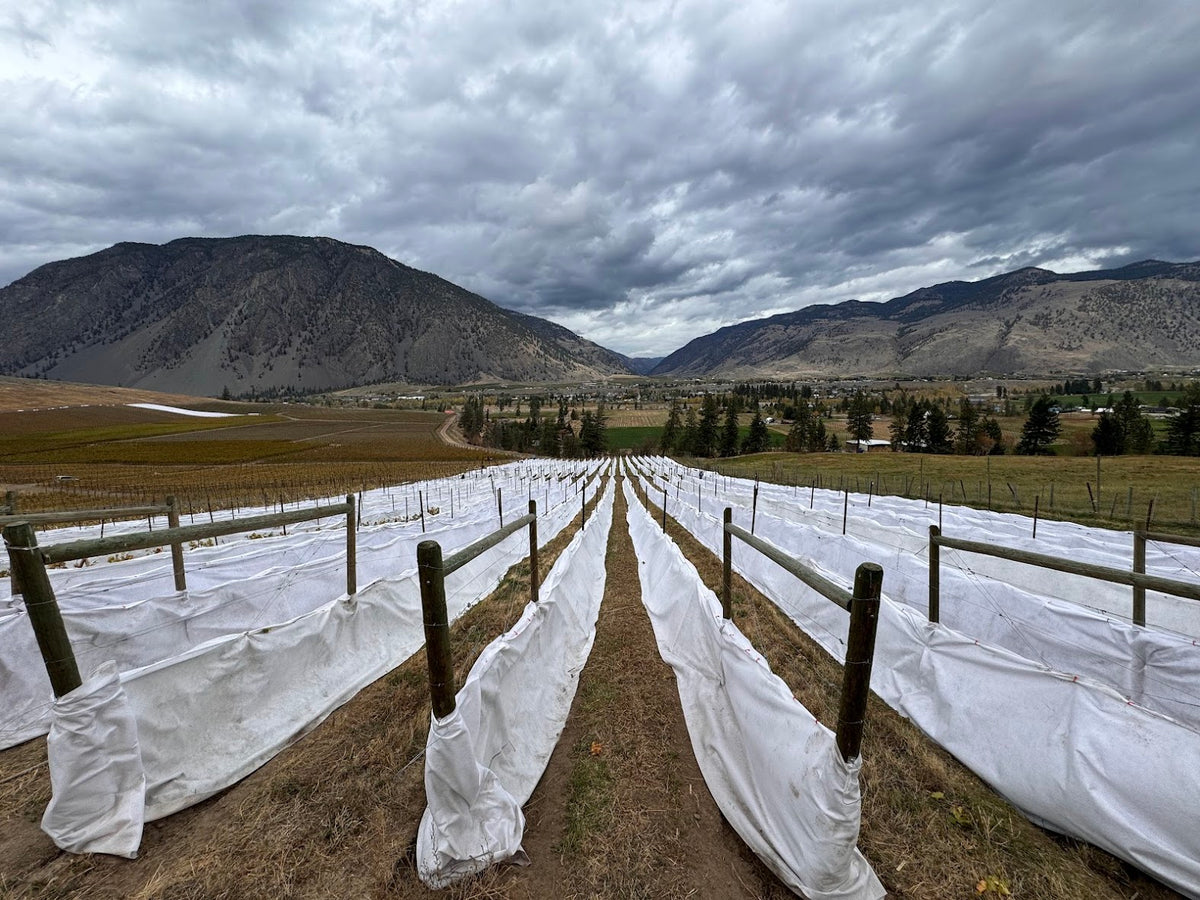 Viti-Tex geotextile winter cover protecting grapevines at a Canadian vineyard